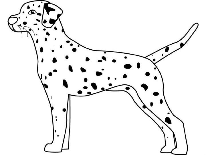 coloriage dalmatien prenant la pose